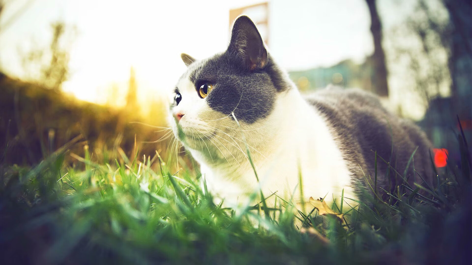 世界杯战术大爆炸:变化多端,引领足球新潮!,世界杯打仗