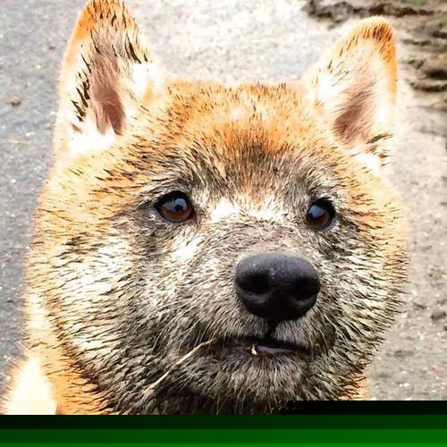 五大联赛是否推动中场压迫频率数据化管理，五大联赛中场球员